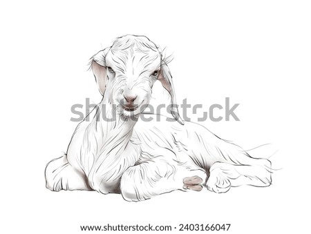 Illustration of a little lamb, sitting lamb illustration.