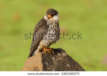 In graceful solitude, the Amur Falcon perches on stone, a picture of elegance against a backdrop of serene stillness.
