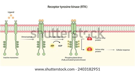 Tyrosine kinase receptor. Dimerization, phosphorylation, activation and cellular response. Cell membrane receptors for ligands as growth factors and cytokines binding. Insulin receptor. vector design Royalty-Free Stock Photo #2403182951