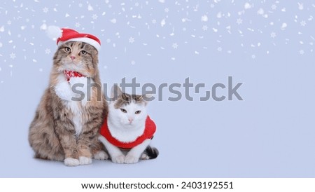 Red fluffy Cat in a Santa Claus hat sits next to a white small cat in a Santa suit. Two Beautiful Christmas cats on a white background. Santa's helper. Winter. Happy New Year. Merry Christmas. Snow