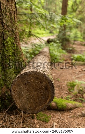 Sawed down tree lies on the ground in the forest