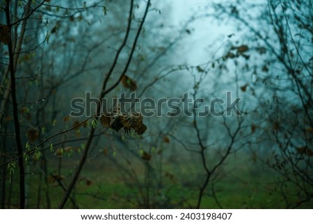 A misty day with foggy weather in the forest. Royalty-Free Stock Photo #2403198407