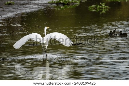 Great Egret bird wading with outstretched wings by stumps of bald cypress trees in Atchafalaya Basin near Baton Rouge Louisiana Royalty-Free Stock Photo #2403199425