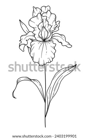Iris flower Line Art. Iris outline Illustration. February Birth Month Flower. Iris outline isolated on white. Hand painted line art botanical illustration. Royalty-Free Stock Photo #2403199901
