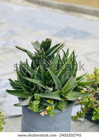 Nature green Aloe Vera Plant Medicinal Natural Live for Indoor Outdoor garden Home Decor Living Room Desk
