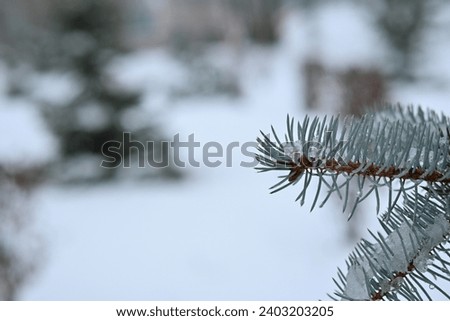 snow-covered blue spruce branches for text Mockup