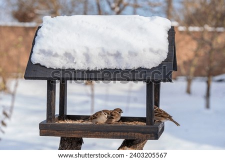 Wooden bird feeder in the form of a house on winter garden. Behavior of birds at feeder with seeds. There are sparrows in feeder. Birds at the feeder Royalty-Free Stock Photo #2403205567