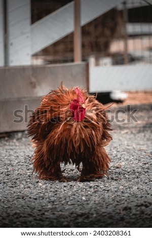 Brown rooster walking in the Farm 