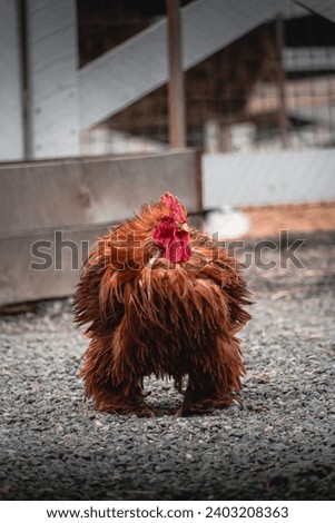 Brown rooster walking in the Farm 