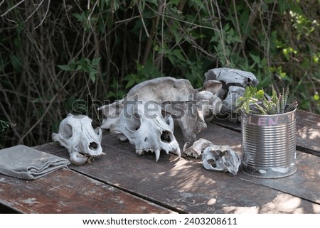 skulls of wild foxes found in buenos aires