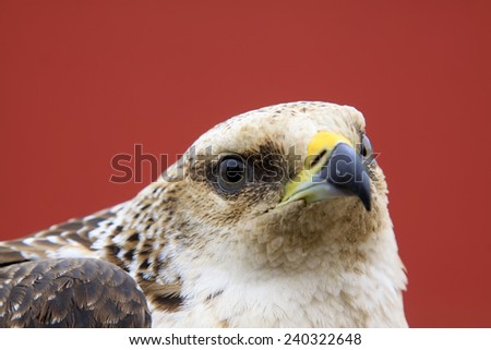 eagle head shots, closeup of photo