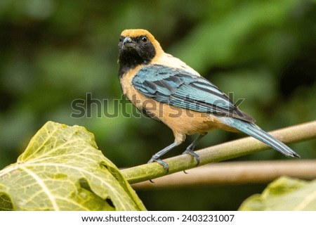 Bird from Brazil. The Burnished-buff Tanager also know as Saira perched on a branch. Species Tangara cayana also known as Saira-amarela. Birdwatching. Birding. Royalty-Free Stock Photo #2403231007