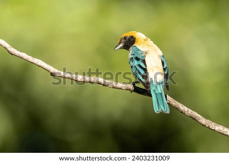 Bird from Brazil. The Burnished-buff Tanager also know as Saira perched on a branch. Species Tangara cayana also known as Saira-amarela. Birdwatching. Birding. Royalty-Free Stock Photo #2403231009