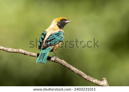 Bird from Brazil. The Burnished-buff Tanager also know as Saira perched on a branch. Species Tangara cayana also known as Saira-amarela. Birdwatching. Birding. Royalty-Free Stock Photo #2403231011