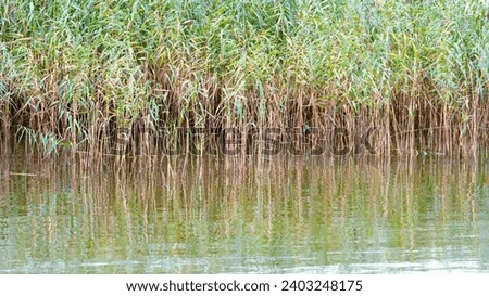 Reeds on the Baltic Sea, Coastal vegetation of the Baltic Sea bays