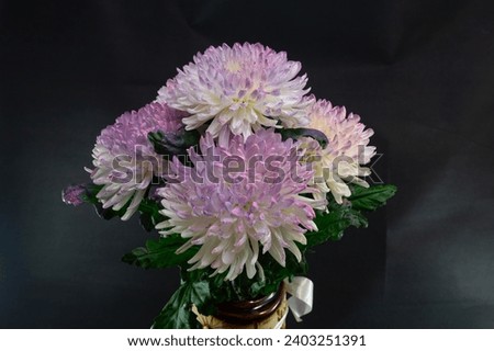 Chrysanthemums of unusual color close-up