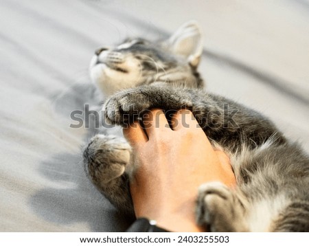 Man scratches grey kitten tummy  with soft fur touch gentle massage. Cat sleeps on its back belly up for owner to hand rub stroke tickle on their fluffy stomach. Sleeping on comfort bed -hand Close up Royalty-Free Stock Photo #2403255503