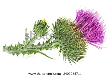 Herbal medicine - Blessed milk thistle flowers isolated on a white background. Silybum marianum herbal remedy, Saint Mary's Thistle, Marian Scotch thistle. Royalty-Free Stock Photo #2403265711