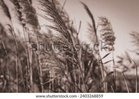 Horizontal black and white photo of a cylindrical spike of dry cattail on the riverbank on a sunny autumn day with a blurred background. Selective focus on the main subject.