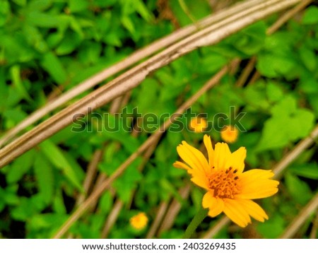 Very pretty yellow flowers with green grass in the background
