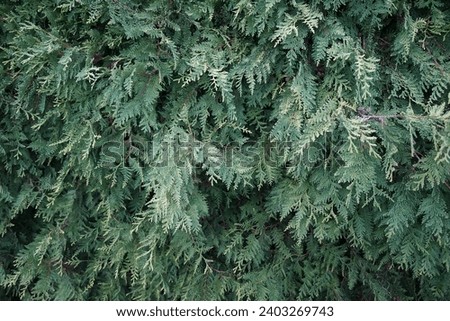Chamaecyparis lawsoniana with blue needles grows in  September. Chamaecyparis lawsoniana, Port Orford cedar or Lawson cypress, is a species of conifer in the genus Chamaecyparis, family Cupressaceae.  Royalty-Free Stock Photo #2403269743