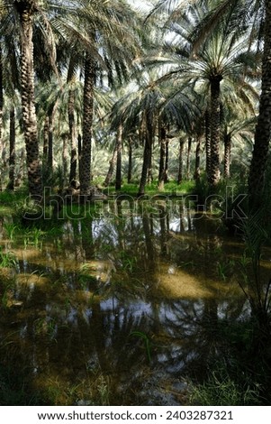 Pictures I took in the green date palm plantation and agriculture area in Al Hamra.
