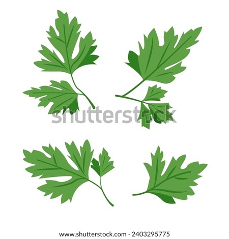 Parsley leaves. Cilantro leaves, raw garden parsley twig, chervil or coriander leaf collection. Vector set illustration isolated on white background. Royalty-Free Stock Photo #2403295775