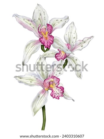 White orchid drawn in watercolor isolated on a white background. Botanical illustration.