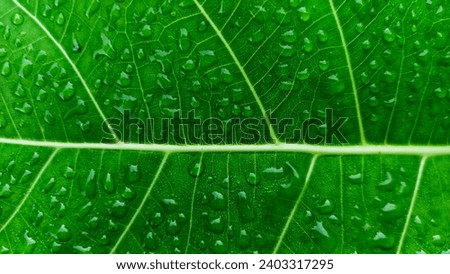 waterly green leaf texture and structure