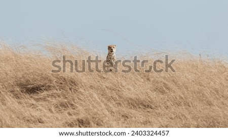 Cheetah behind grass with blue sky background