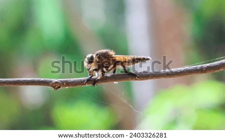 Promachus rufipes or Giant Robber Fly genus of flies also known as the red-footed cannibalfly or bee panther, is a fierce little predator. Close up Robber Fly perched on a tree trunk Royalty-Free Stock Photo #2403326281