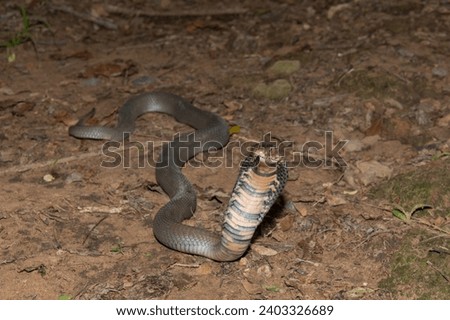 A venomous Mozambique Spitting Cobra (Naja mossambica) displaying its signature defensive hood