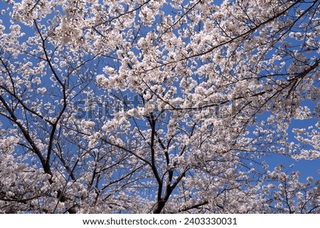 [Background material] Cherry blossoms against the blue sky