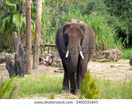 African forest elephant (Loxodonta cyclotis) eating. This is one of the two living species of African elephant. Royalty-Free Stock Photo #2403331845