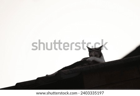 Cat on the roof of a house in the evening. Selective focus.