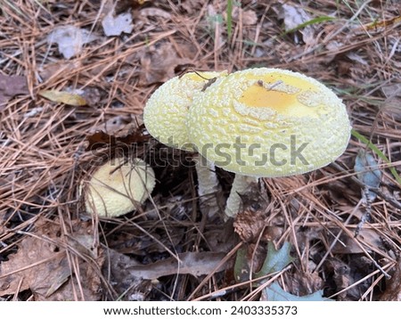 Fly Agaric mushrooms are known by their scientific name of Amanita muscaria var guessowii. This is a picture of a yellow color variety of the mushroom
