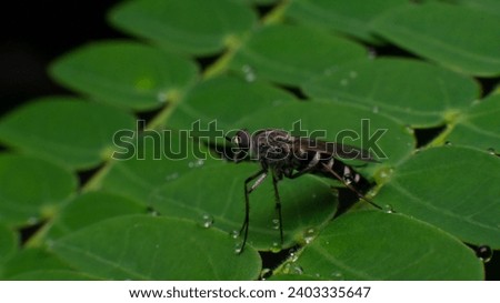 Close up of Thereva or Delhi Sands flower-loving fly or insect
Robber flies on the leaves Royalty-Free Stock Photo #2403335647
