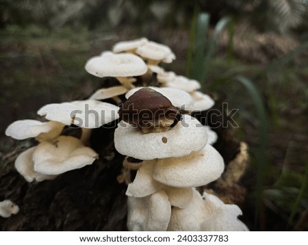 White mushroom grows in the forest among mosses,A snail sits on top