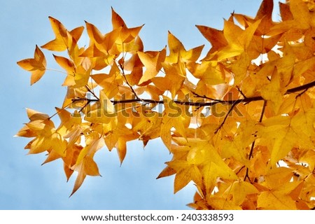 Maple leaves 🍂 trees are becoming more colorful and become dry in the Autumn. The leaves give the best background picture. 