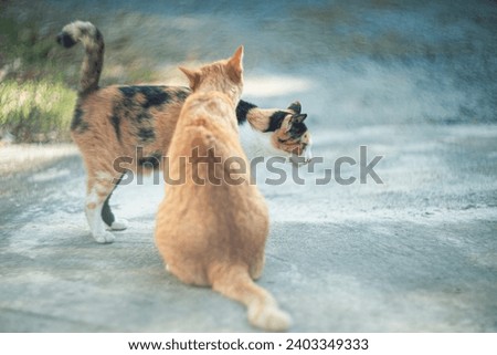 Two cats playing together in the garden, shallow depth of field.