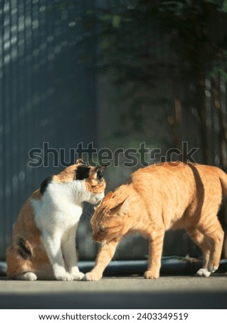 Two cats are fighting on the street. Shallow depth of field.
