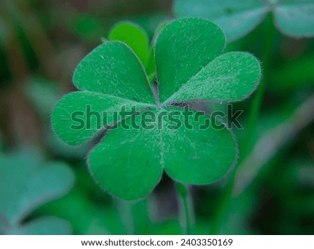 Oxalis leaves Three leaf clover