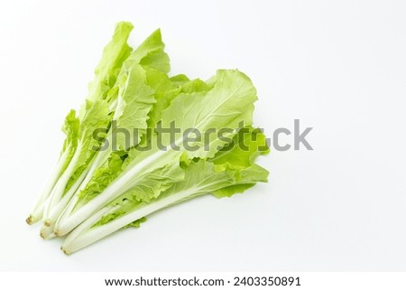 Shandong cabbage on a white background. Royalty-Free Stock Photo #2403350891
