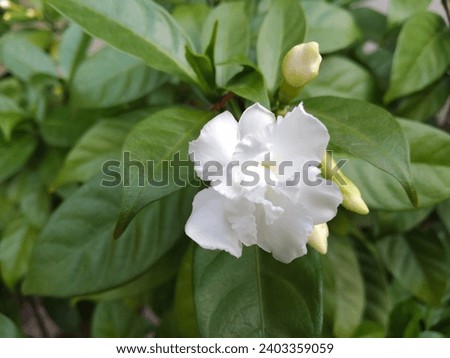 White flower beautiful background use this pic I hope you like