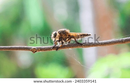 Promachus rufipes or Giant Robber Fly genus of flies also known as the red-footed cannibalfly or bee panther, is a fierce little predator. Close up Robber Fly perched on a tree trunk Royalty-Free Stock Photo #2403359141