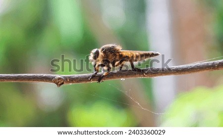 Promachus rufipes or Giant Robber Fly genus of flies also known as the red-footed cannibalfly or bee panther, is a fierce little predator. Close up Robber Fly perched on a tree trunk Royalty-Free Stock Photo #2403360029