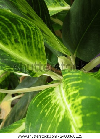 The texture of the green tropical ornamental plant leaves has a cream pattern, unique. Suitable as a natural backdrop. Selected focus.