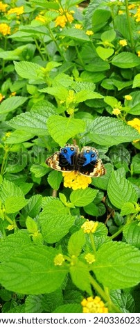beautiful butterfly sucking on a flower