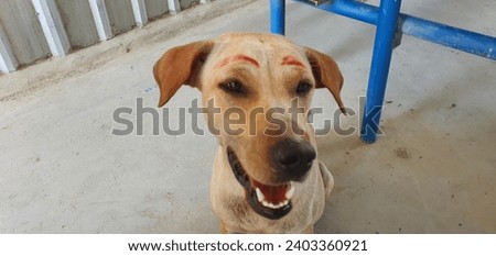 Funny animal pictures, dog drawing eyebrows