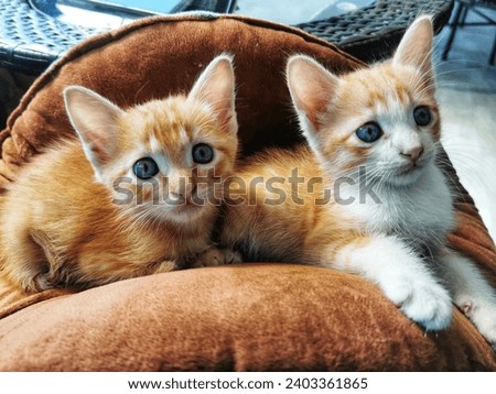 Two orange kittens were lying on a brown cushion looking at something. From the picture you can see how cute it is. The brightness of childhood pets is clearly visible.